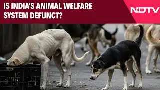 Is India's Animal Welfare System Defunct?