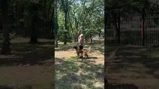 K9 Aybo showing his intense alert #k9 #k9protection #dogtraining #protectiondog