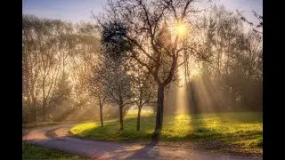 Morning in a Garden - Happy Bird Sounds & Bossa Nova Jazz (4K)-Background Music
