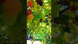 "Калонбоб" масжиди 11.08.2024