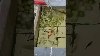 Terrace pond🐠😊#fish #video#viral#shorts#short#shortvideo#youtubeshorts#home#aquarium#diy#yt#rooftop