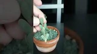 Ice Plant Propagation #succulents #iceplant #propagation
