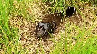 Chant du grillon noir et du coucou