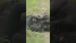 Jabali and Ringo are curious #animallife #babygorilla #wildlifeentertainment #zoo #cute #pets
