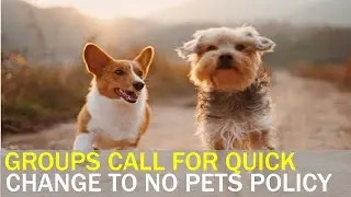 Animal protection group calls for quick amendment to No Pets Policy | Taiwan News | RTI