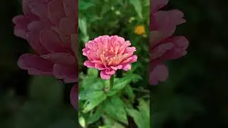 Beautiful Zinnia#flowers #nature #naturelovers​​ #beautifulnature​​ #shorts​​ #zinnia  #garden