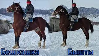 Беш кашка тарбиясы зынк бышты жашы.