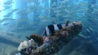 Diving Rapid Bay   The Underwater World