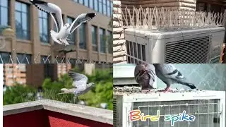 Unlock the Secret of SPIKE Bird Repellent Devices for Your Home!