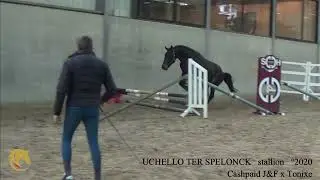 Uchello ter Spelonck, Cashpaid J&F x Tonixe, stallion, &deg;2020, Belgian Horse Trading