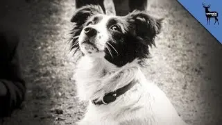 Meet the Dog that Saved the World Cup