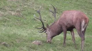 JELENIA RUJA 2021/ RED DEER RUT 2021 / RYKOWISKO 2021 / HIRSCHBRUNFT ROHREN 2021