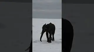 Heartbreaking Scene: Baby Elephant Struggles Alone in the Snow 🐘❄️ #elephant #shortsfeed #shorts