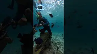 Snorkling di Pulau Rubiah #sabangisland #snorkling #shortvideo #travel #pesonaindonesia