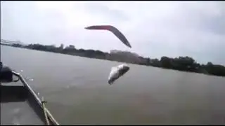 FLYING FISH GOT HIT BOOMERANG !!!!!!!!!😱😱😱😱😱