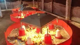 পোল্টির প্রথম দিন করণীয় 🐔🐔