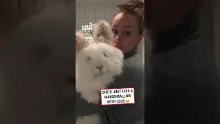 Giant fluffy bunny