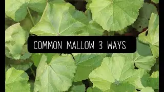 THREE WAYS TO USE COMMON MALLOW - (Molokhia - Mallow Soup, Green Shakshuka, Hubeza)