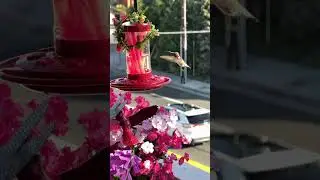 The Secret Life of Hummingbirds