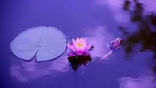 Lotus - 1 hour Meditation Music