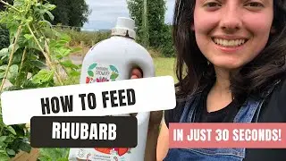 How To Feed Rhubarb For Larger Yields!