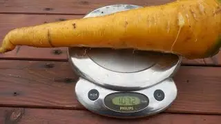 Wurzelgem&uuml;se ernten und in der Erdkiste einlagern