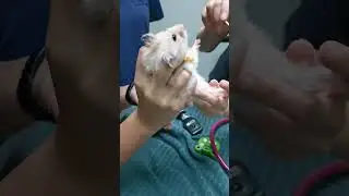 Hamster screaming at the Vet