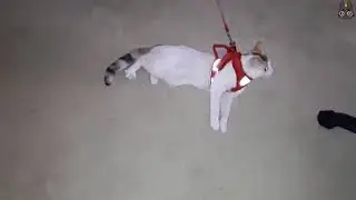 Cats Who HATE Leashes! (A Compilation)