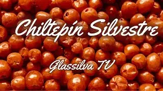 EL CHILTEPIN SILVESTRE