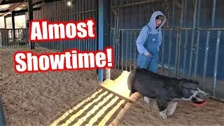 Almost Showtime with my show PIGS