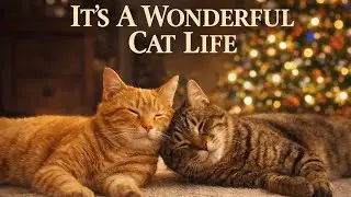 🐾 It&rsquo;s a Wonderful Cat Life 🐾 A Heartwarming Cat Parody (Katford Falls)