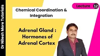 Chemical Coordination & Integration | Hormones of Adrenal Cortex | NEET 11th | L - 12