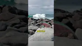 The Reptile That Glows &ndash; Marine Iguana UV Reflection Facts