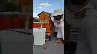 Tapping av honning fra Flow hive kuben på taket av Arkaden Skien