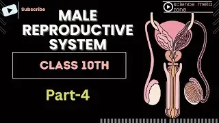 Male reproductive system class 10th part 4 boards 