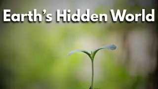 The Most Relaxing Facts About Plants to Fall Asleep To