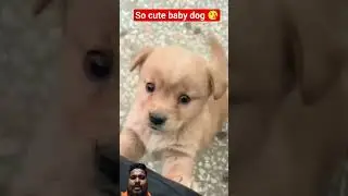 cute baby dog #puppy #funny #cute #dog #comedy #shorts #viral #viralvideo #comedyfilms #puppydog