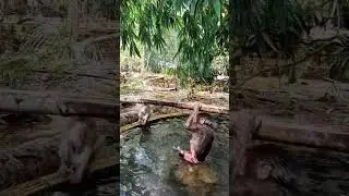 Monkeys Try Swimming For The First Time! #monkeychallenge #monkey #monkeydluffy #monkeymonkey
