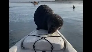 Up Close Sea Otter Encounter!