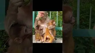 Monkey with 2 twins baby #feedinganimal