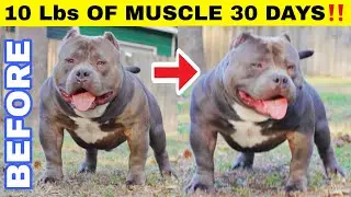 How This Dog Gained 2.5 Lbs of Muscle Weekly