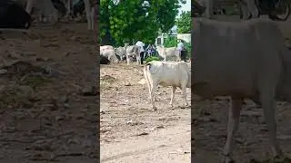 #Gau Raksha short