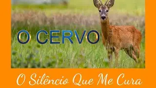 O SILENCIO QUE ME CURA #consciênciacyanvianai