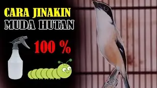 Tips jinakin cendet muda hutan dengan mudah