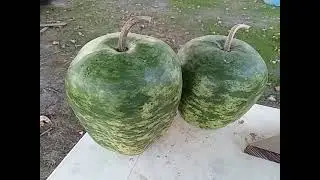 APPLE GOURDS available at Dahnke Family Farms