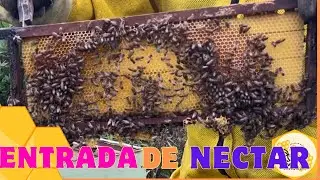 Conferindo entrada de Néctar!🐝🐝