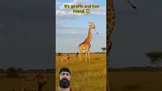 giraffe enjoy body massage 🦒 #wildlife #giraffe #lion #safari #funny