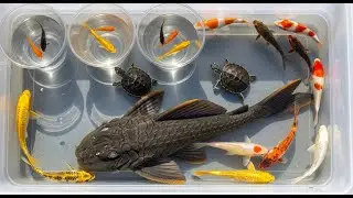 Amazing Catch Most Beautiful Freshwater Aquarium Fish In Small Pond , Discus, Guppies, Turtles, Frog