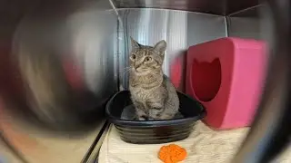 33 cats, 3 dogs rescued from deplorable conditions inside Bucks County hotel room