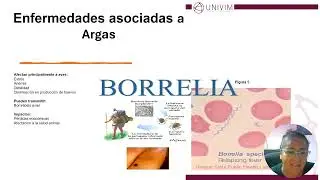 Garrapatas de los g&eacute;neros&nbsp;Argas y Ornithodorus